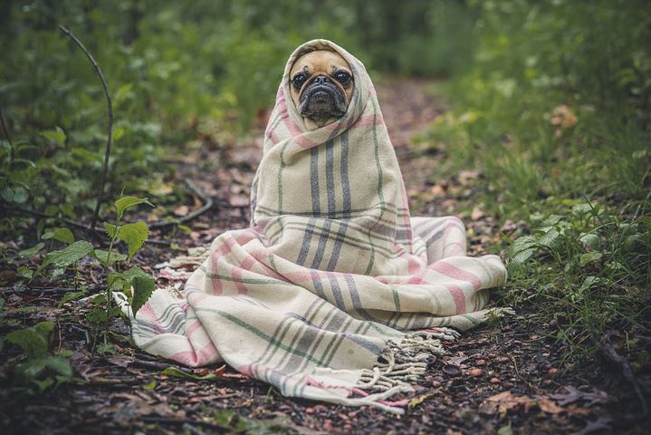 burrito-pup-1.jpg