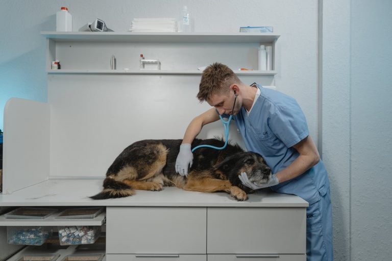 dog-care.jpeg
