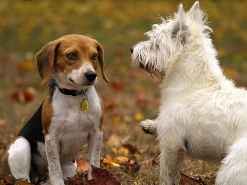 two-bestfriends-1.jpeg