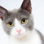 cat-pet-animal-domestic-104827.jpeg