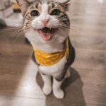 cat-smiling.jpeg
