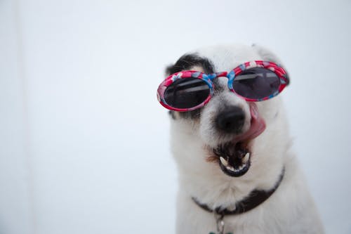 dog-glasses.jpeg