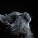 black-cat-cute-7.jpeg