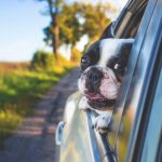 car-dog-window-1.jpeg
