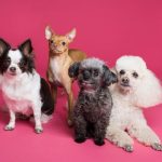 four-adorable-dogs-1.jpeg