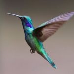 hummingbird-bird-birds-349758-1.jpeg