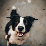 mans-bestfriend-2.jpeg