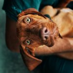 pet-care-1.jpeg