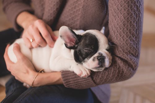 puppy-outdoor-5.jpeg