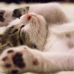 sleeping-cat.jpeg
