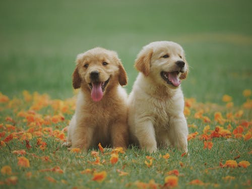 two-puppies-8.jpeg