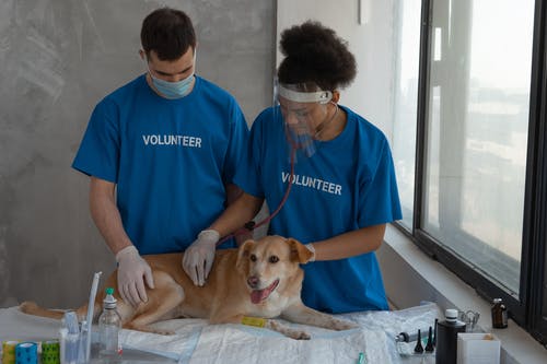 veterinary-clinic-1.jpeg