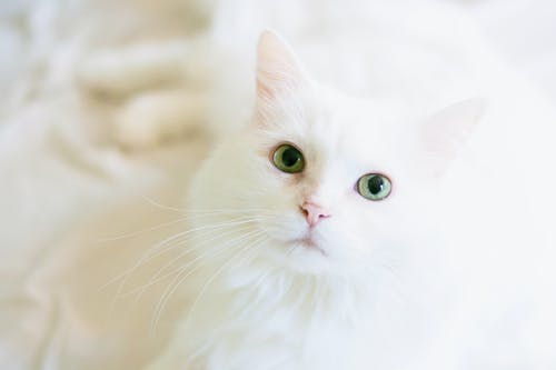 white-cat-1.jpeg