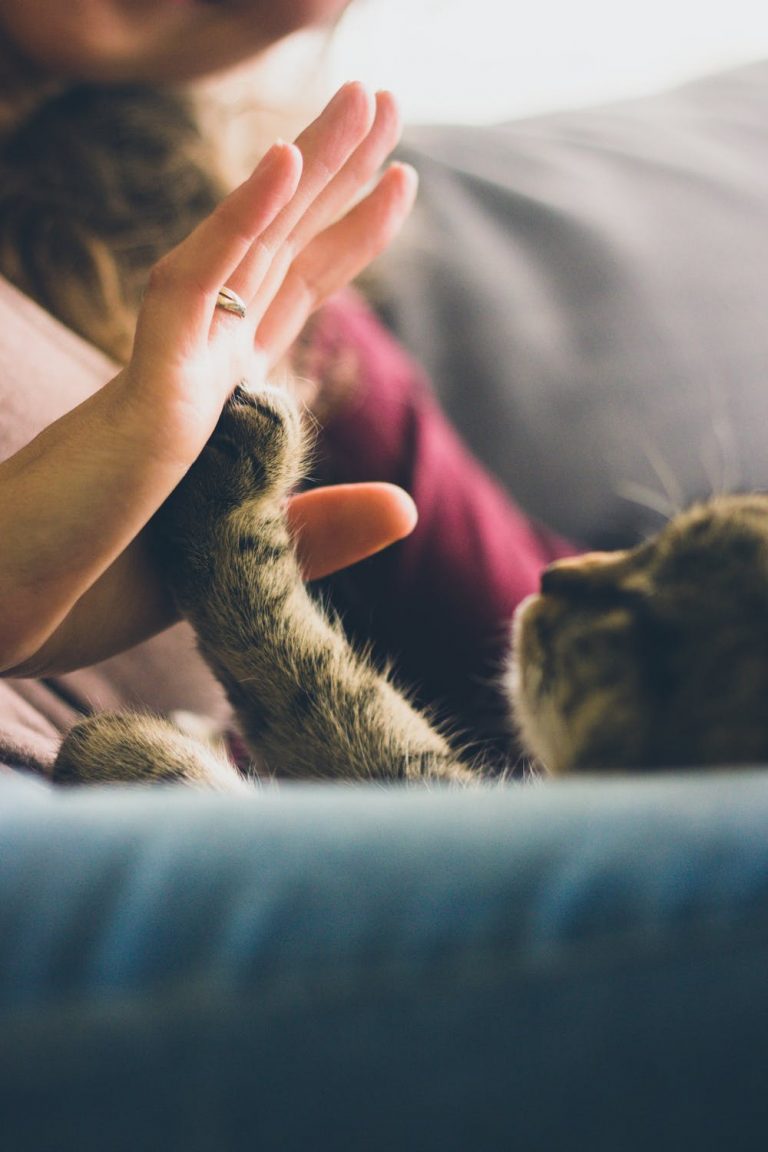 cat-high-five.jpeg