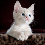 cat-looking.jpg
