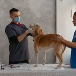 dog-clinic-7.jpeg