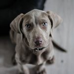 weimaraner-puppy-dog-snout-2.jpeg