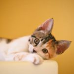 yellow-wall-cat-2.jpeg