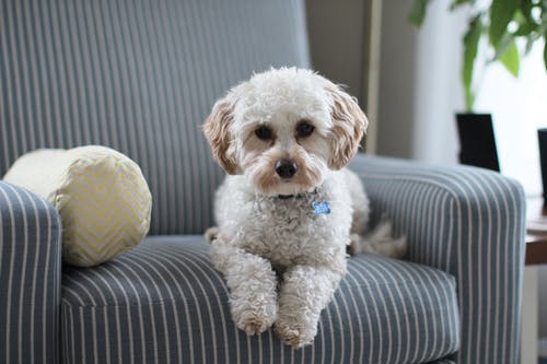 white-dog-couch.jpeg