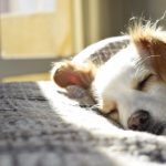 window-dog-daylight.jpeg