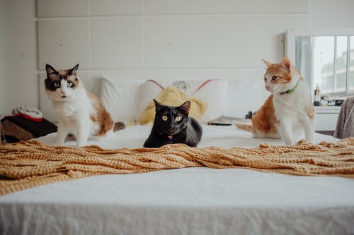three-cats-3.jpeg