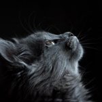 black-cat-cute.jpeg