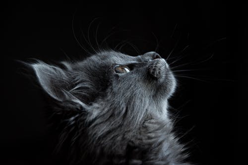 black-cat-cute.jpeg