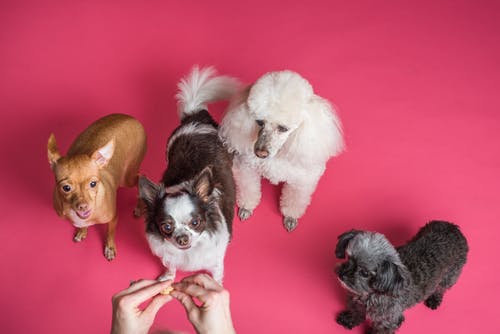 dogs-happy-3.jpeg