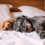 sleeping-dogs-bed-4.jpeg