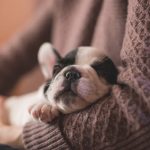 sleeping-puppy-3.jpeg
