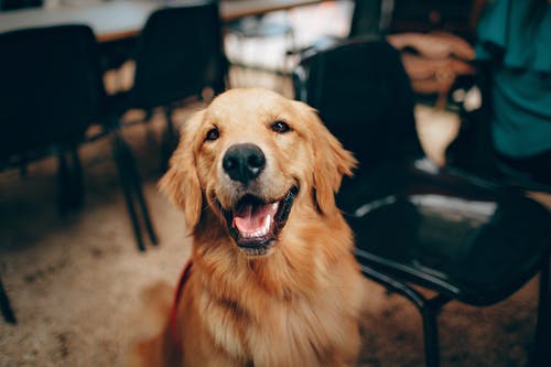 smile-dog-happy-2.jpeg