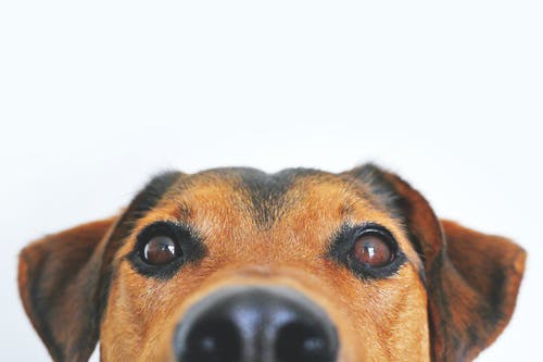 dog-brown-closeup-2.jpeg