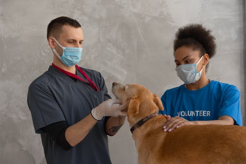 animal-hospital-dog.jpeg