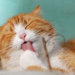 cat-sweet-kitty-animals-5.jpeg
