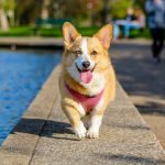 outdoor-pool-corgi.jpeg