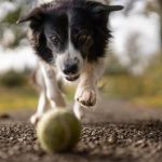 play-ball-dog-5.jpeg