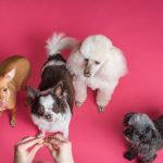 dogs-happy-1.jpeg