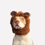 lion-dog-costume-2.jpeg