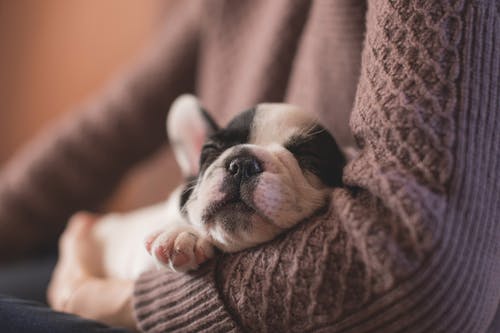 sleeping-puppy-6.jpeg