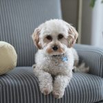 white-dog-couch-8.jpeg