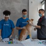 pet-care-volunteers-1.jpeg