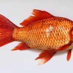 goldfish-carassius-fish-golden-45910-2.jpeg