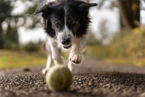 play-ball-dog-2.jpeg