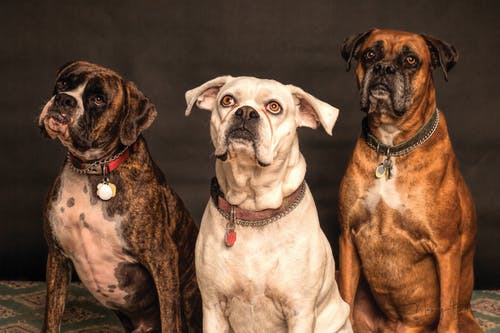 three-dogs-5.jpeg