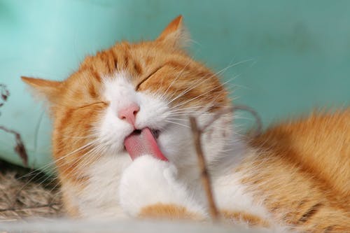 cat-sweet-kitty-animals.jpeg