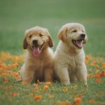 cute-dogs-4.jpeg
