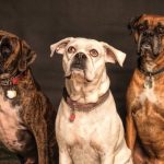 three-dogs.jpeg
