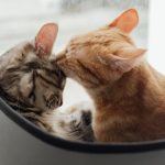 two-cats-5.jpeg