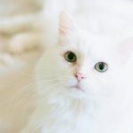 white-cat.jpeg