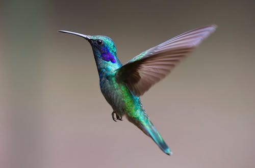 hummingbird-bird-birds-349758.jpeg